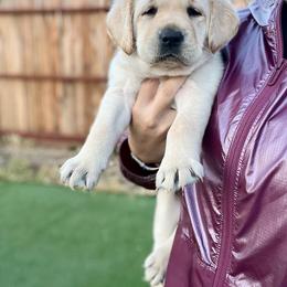 Double Doodle and Labrador Retriever Puppies from Hansen Pups