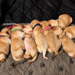 Girl 3 - Golden female Golden Retriever puppy in Post Falls, Idaho from Mountain View Goldens