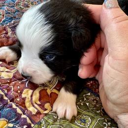 Wisp - Black tri male Miniature American Shepherd puppy in Jonesborough, Tennessee from Bouchard’s Best Shepherds