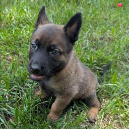 Grumpy - Fawn male Belgian Malinois puppy in Signal Mountain, Tennessee from Torgun Police Dogs
