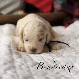 Boudreaux - Buff and white male Cockapoo puppy in Alexandria, Alabama from Bright and Beautiful Cockapoos and Doodles