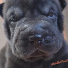 Briar - Black female Chinese Shar-Pei puppy in Salem, Ohio from WrinkleMonsters