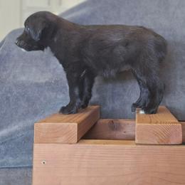 Tanzy - Black & white female Australian Shepherd puppy in Kingman, Arizona from Long Mt Aussies