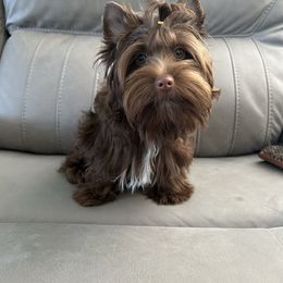 Hopper - Liver male Yorkshire Terrier puppy in Parkersburg, West Virginia from Chocolate Diamonds in the RUFF