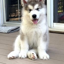 Alaskan Malamute Puppies from Alpenglow Alaskan Malamutes