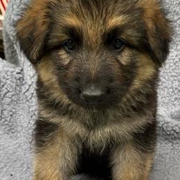 Boy 1 - Black and tan male German Shepherd puppy in Allentown, Pennsylvania from VMH Shepherds