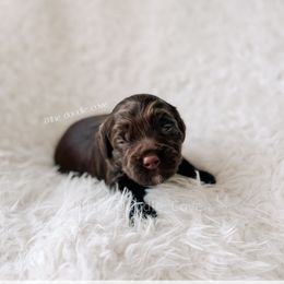 French Hen - 12 Days of Christmas - Chocolate female Goldendoodle puppy in Syracuse, Indiana from The Doodle Cove