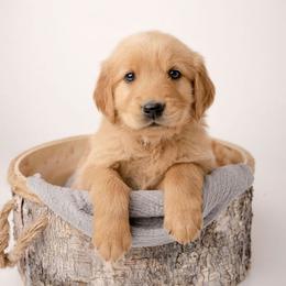 Sammy - Dark golden male Golden Retriever puppy in Buhl, Idaho from Atkinson's Goldens