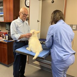 German Shepherd Puppies from Pocono GSD