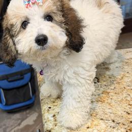 Peppermint Patty - Brown and white female Sheepadoodle puppy in Daytona Beach, Florida from Lindy’s Doodles
