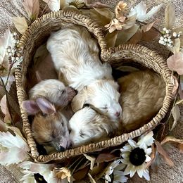 Chinese Crested puppies from Rose’s Chinese Cresteds