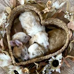 Chinese Crested puppies from Rose’s Chinese Cresteds