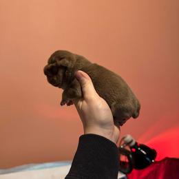 Girl 2 - Chocolate tri-color female Bulldog puppy in Bonney Lake, Washington from Sitka spruce bulldogs