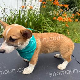 Girl 5 - Red female Pembroke Welsh Corgi puppy in Eaton, New York from Snomoon Miniature Pinschers  & Pembroke Welsh Corgi