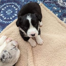 Cardigan Welsh Corgi Puppies from Smoky Tails Corgis