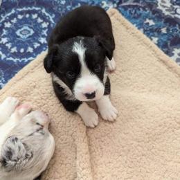 Cardigan Welsh Corgi Puppies from Smoky Tails Corgis
