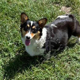 Tilly - American Corgi
