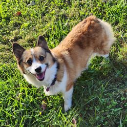 Indie - Pembroke Welsh Corgi