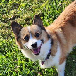 Indie - Pembroke Welsh Corgi