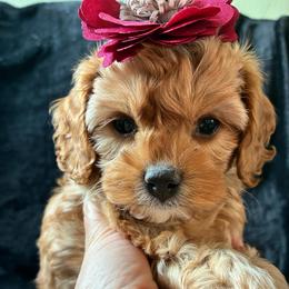 Lil - Red female Cavapoo puppy in Adrian, Oregon from ApplebyFarm