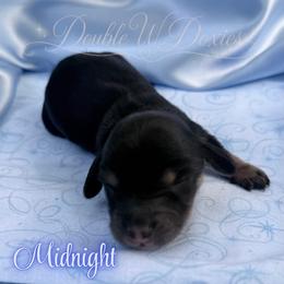 Midnight - Black and cream male Dachshund puppy in Alto, Texas from Double W Doxies
