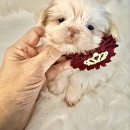 Vanilla Bean - White female Shih Tzu puppy in Port Orchard, Washington from Buttons N Bows