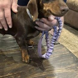 Dachshunds from Cove Creek Dachshunds