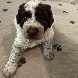 Girl 2 - Brown roan female Lagotto Romagnolo puppy in Sherman, Texas from Texas Lagottos