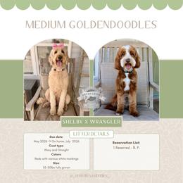 Goldendoodle puppies from Central Texas Doodles, LLC.