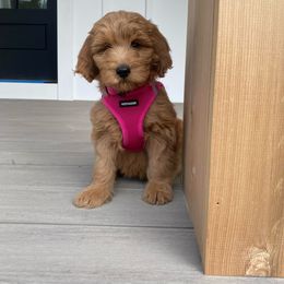 Goldendoodle Puppies from Mini Goldendoodles of New England