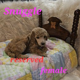 Snuggles - Apricot female Poodle puppy in Poplar Bluff, Missouri from Jazzy's Standards poodles