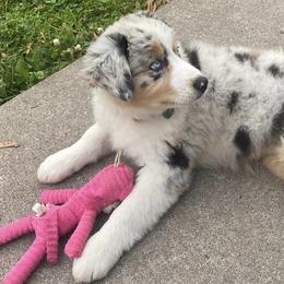 Australian Shepherds from Midwest Awwstralian Shepherds
