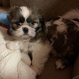 Shihpoos and Shih Tzus from Bluegrass Shih Tzus