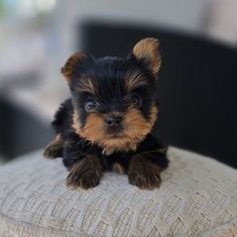 Girl 1 - Black and tan female Yorkshire Terrier puppy in Nitro, West Virginia from Nitro Elite Babydoll Yorkies
