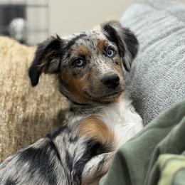 Lyra - Miniature Australian Shepherd