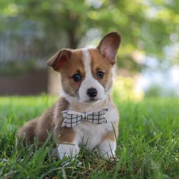 Benji - White and red male Pembroke Welsh Corgi puppy in Sugarcreek, Ohio from Admar Canines