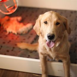 Molly - Golden Retriever