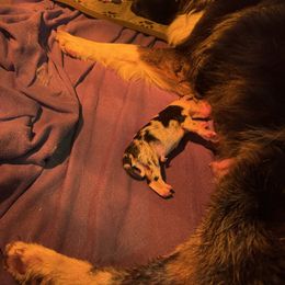 Boy 2 - Blue merle male Australian Shepherd puppy in Middletown, Delaware from Everline Aussies