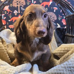 Levi Ackerman Corduroy - Chocolate and tan male Dachshund puppy in Willard, Utah from Simply Sharing Love