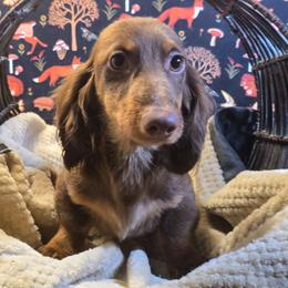 Levi Ackerman Corduroy - Chocolate and tan male Dachshund puppy in Willard, Utah from Simply Sharing Love