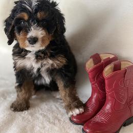 Bernedoodle Puppies from Rosie’s Tribe