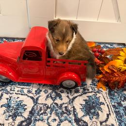 Oakley - Sable and white male Shetland Sheepdog puppy in Tuscumbia, Alabama from Agee's World of Shelties