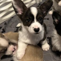 Ren - Brindle and white female Cardigan Welsh Corgi puppy in San Antonio, Texas from White Paws Cardigan Corgis