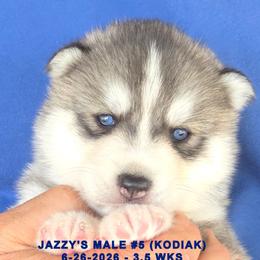 JAZZY'S MALE 5 - Gray and white male Siberian Husky puppy in Manilla, Iowa from Bruck's Siberian Huskies
