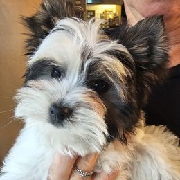 Boo - Black tan and white male Biewer Terrier puppy in Spotsylvania Courthouse, Virginia from Donna's Biewer Terriers
