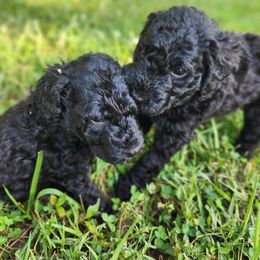 Goldendoodle Puppies from Hadie's Doodles