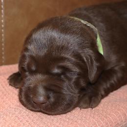 Mercedes - Chocolate female Labrador Retriever puppy in Camden, Indiana from Camden's Caring Canines