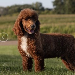 Rusty - Poodle