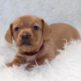 Red Female - Red female Dachshund puppy in Lily, Kentucky from Little Acres Miniature Dachshunds