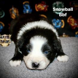 Snowball - Black & white female Miniature Australian Shepherd puppy in El Dorado Springs, Missouri from HP Aussie Kennels